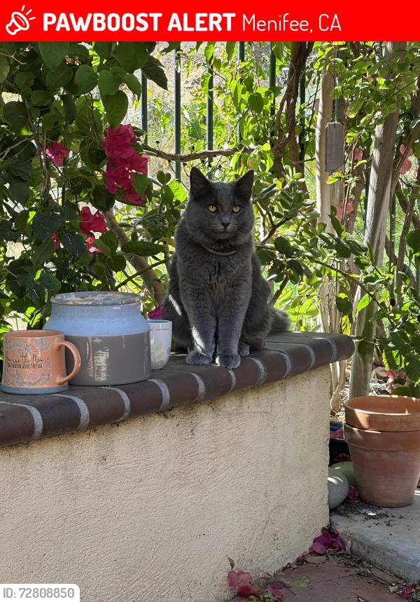 Lost Male Cat last seen Verbena rd lake elsinore, Menifee, CA 92584