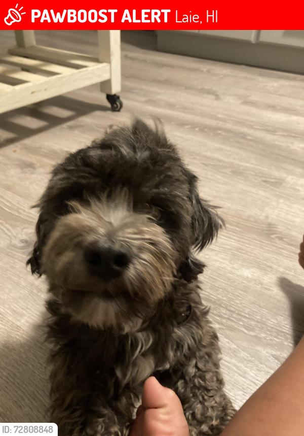 Lost Male Dog last seen Moana St and Hale La’a Blvd, Laie, HI 96762