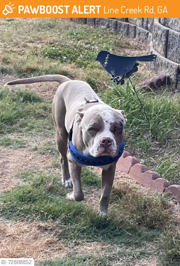 Found/Stray Male Dog last seen Near Line Creek Rd and Hollonville Rd, Line Creek Rd, GA 30205