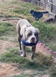 Found/Stray Male Dog last seen Near Line Creek Rd and Hollonville Rd, Line Creek Rd, GA 30205