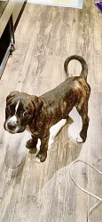 Lost Male Dog last seen China town district , Seattle, WA 98104