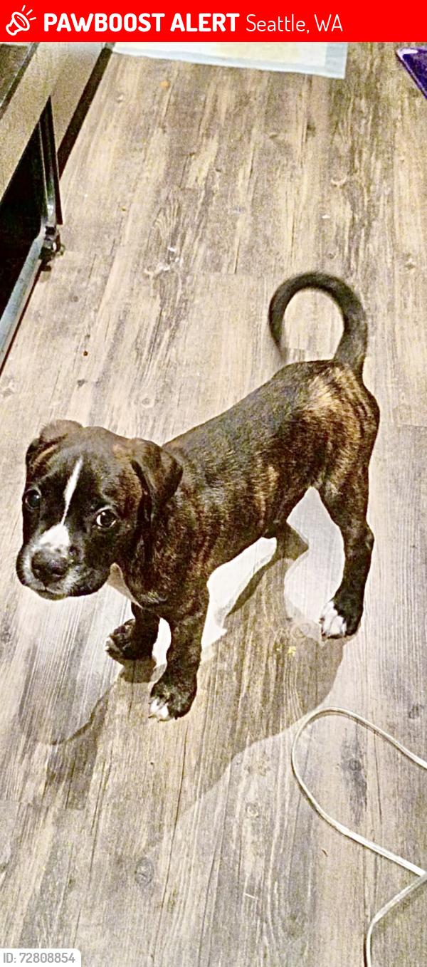 Lost Male Dog last seen China town district , Seattle, WA 98104
