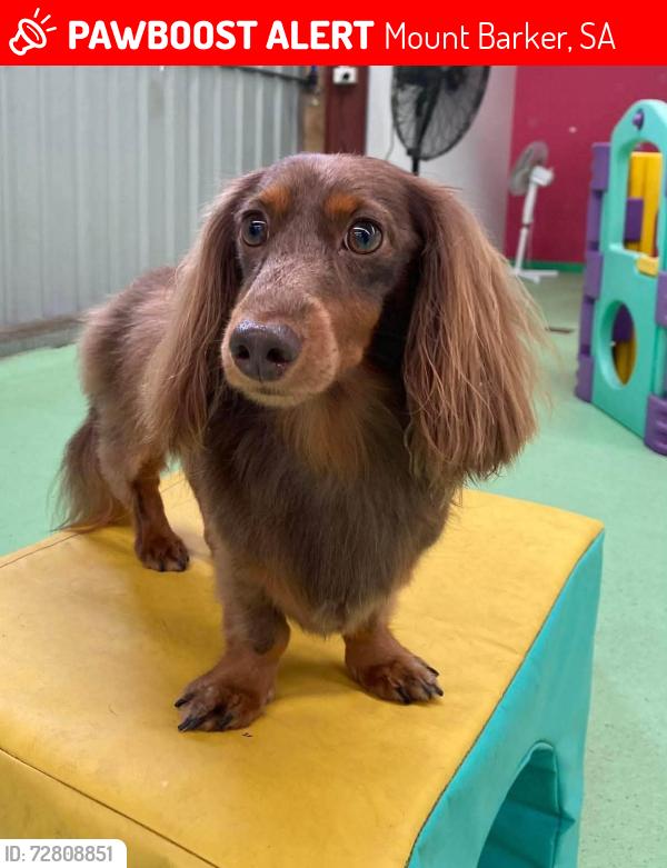 Lost Male Dog last seen Mitton court Mount Barker, Mount Barker, SA 5251