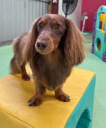 Lost Male Dog last seen Mitton court Mount Barker, Mount Barker, SA 5251