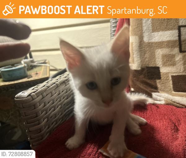 Found/Stray Unknown Cat last seen Forest and arch st, Spartanburg, SC 29303