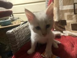 Found/Stray Unknown Cat last seen Forest and arch st, Spartanburg, SC 29303