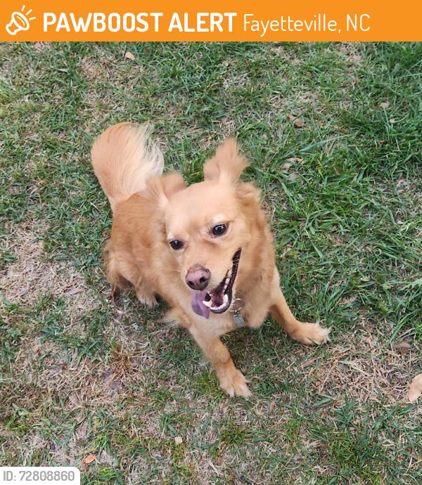 Found/Stray Female Dog last seen Near santiato Dr 28314, Fayetteville, NC 28314