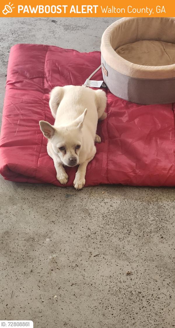Found/Stray Female Dog last seen Fairwinds Dr and Hwy 81, Walton County, GA 30052