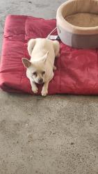 Found/Stray Female Dog last seen Fairwinds Dr and Hwy 81, Walton County, GA 30052