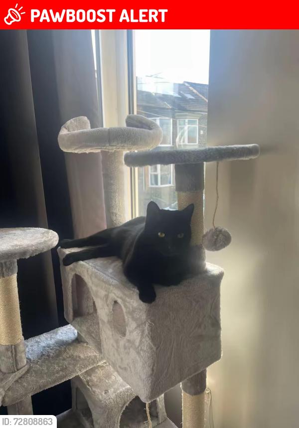Lost Female Cat last seen West street, Broomhall, England S3 7XD