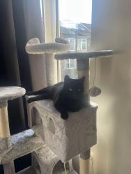 Lost Female Cat last seen West street , Broomhall, England S3 7XD