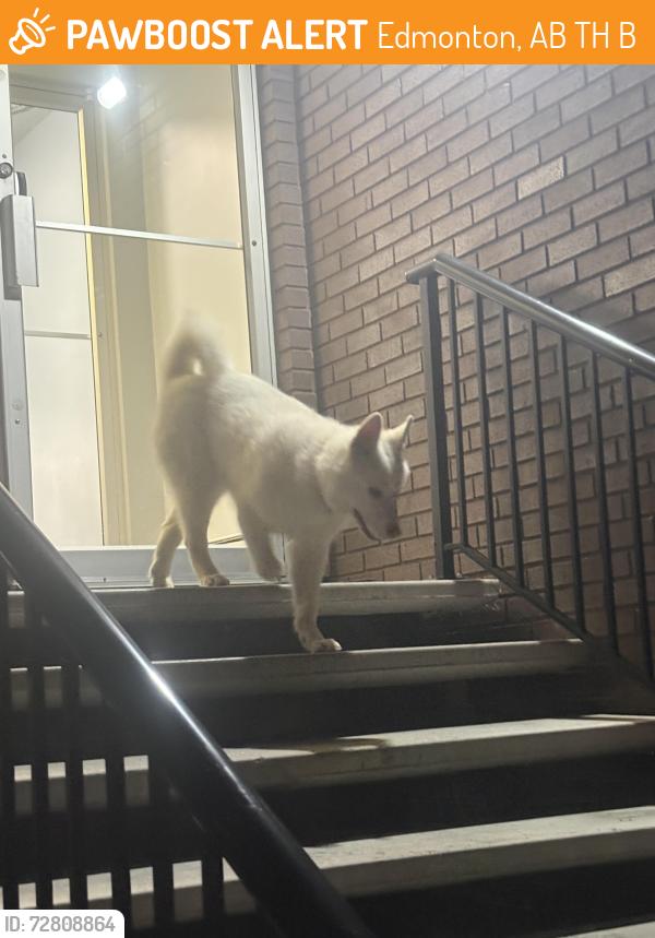 Found/Stray Unknown Dog last seen Ralph’s Fried Chicken & Convenience , Edmonton, AB T5H 4B1