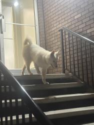 Found/Stray Unknown Dog last seen Ralph’s Fried Chicken & Convenience , Edmonton, AB T5H 4B1