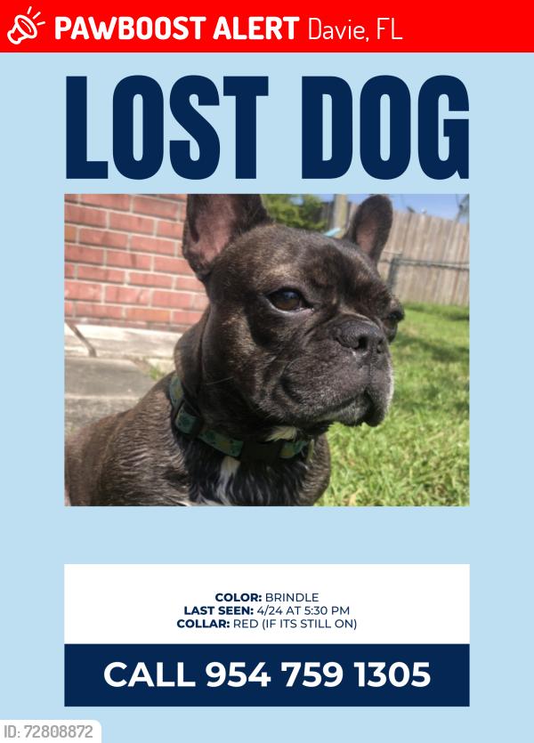 Lost Female Dog last seen Broward college, rodeo, Davie, FL 33314