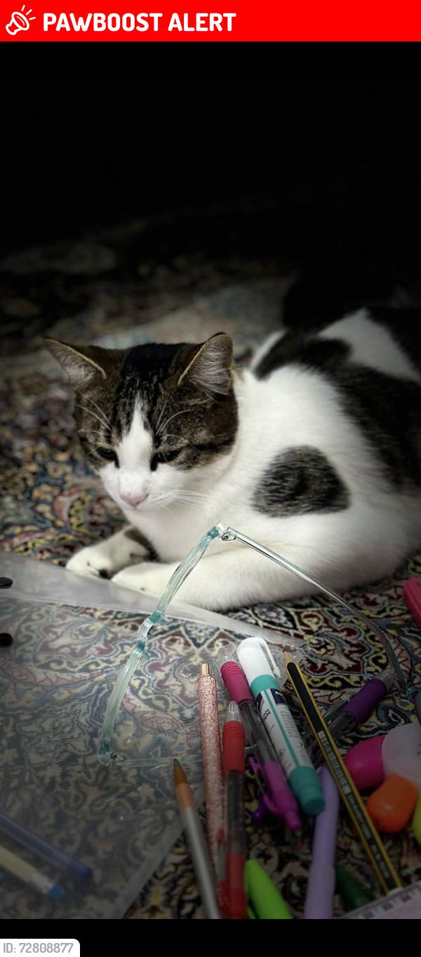 Lost Female Cat last seen Ne8 2ql, Tyne and Wear, England NE8 2QL