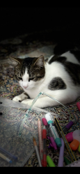 Lost Female Cat last seen Ne8 2ql, Tyne and Wear, England NE8 2QL