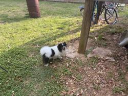 Found/Stray Unknown Dog last seen Business US 29, High Point, NC 27260