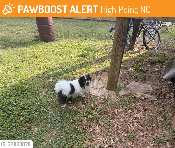 Found/Stray Unknown Dog last seen Business US 29, High Point, NC 27260