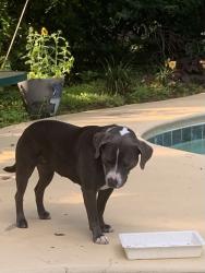 Reunited Female Dog last seen Hogskin Rd hse Mountain, Corryton, TN 37721