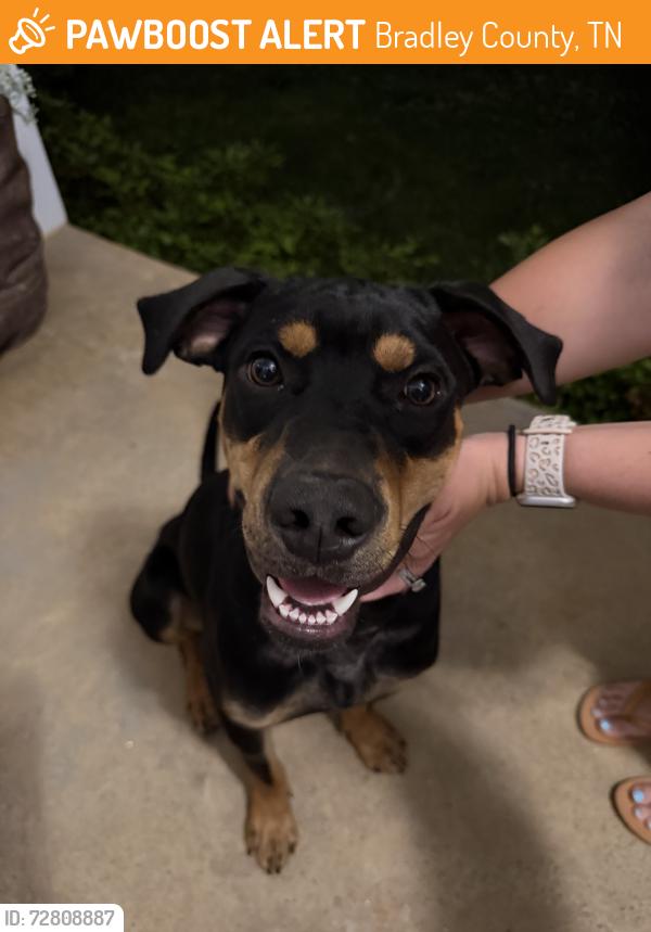 Found/Stray Male Dog last seen Next to Candies Creek Ridge Road, Bradley County, TN 37310