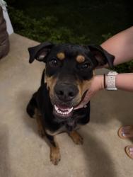 Found/Stray Male Dog last seen Next to Candies Creek Ridge Road, Bradley County, TN 37310
