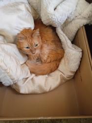 Lost Unknown Cat last seen 19th st, Milwaukee, WI 53221