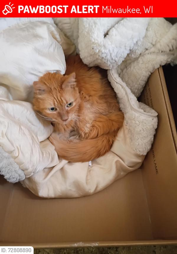 Lost Unknown Cat last seen 19th st, Milwaukee, WI 53221