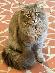 Found/Stray Unknown Cat last seen Deveron off of Rama, Charlotte, NC 28211