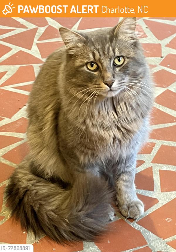 Found/Stray Unknown Cat last seen Deveron off of Rama, Charlotte, NC 28211