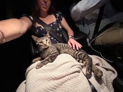 Found/Stray Male Cat last seen Rodizo Grill, Columbus, OH 43215