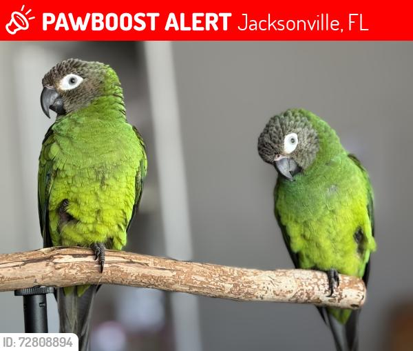 Lost Male Bird last seen Norde Drive, Albicore Drive , Jacksonville, FL 32244