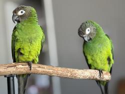 Lost Male Bird last seen Norde Drive, Albicore Drive , Jacksonville, FL 32244