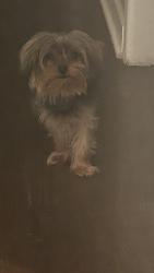 Lost Male Dog last seen Orchid street, South Holland, IL 60473
