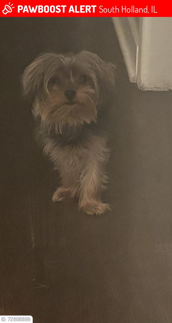 Lost Male Dog last seen Orchid street, South Holland, IL 60473