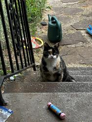 Found/Stray Unknown Cat last seen Wayne st , Greenville, SC 29609