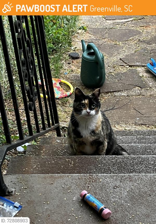 Found/Stray Unknown Cat last seen Wayne st , Greenville, SC 29609