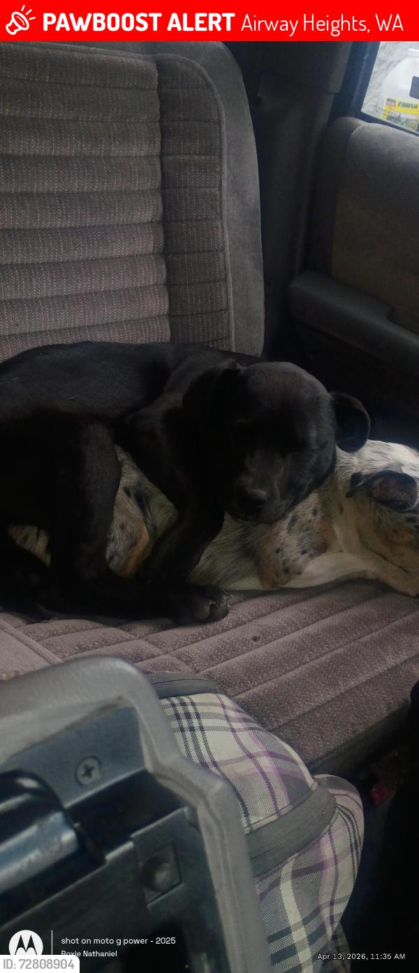 Lost Female Dog last seen Hwy-2 & S King St, Airway Heights, WA 99001