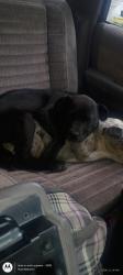 Lost Female Dog last seen Hwy-2 & S King St , Airway Heights, WA 99001