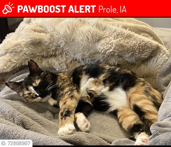 Lost Female Cat last seen Near r45 hwy, Prole Iowa , Prole, IA 50229