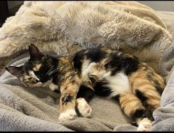 Lost Female Cat last seen Near r45 hwy, Prole Iowa , Prole, IA 50229