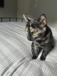 Lost Female Cat last seen Rose of Sharon, Durham, NC 27705