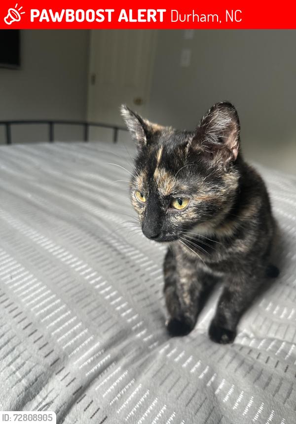 Lost Female Cat last seen Rose of Sharon, Durham, NC 27705
