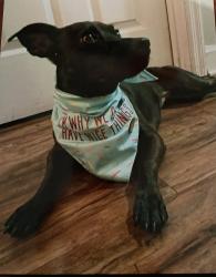 Lost Female Dog last seen Armour Rd, Gentian Blvd, Columbus, GA 31907