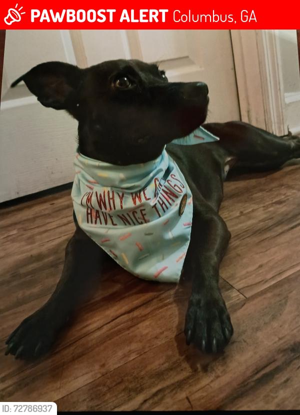 Lost Female Dog last seen Armour Rd, Gentian Blvd, Columbus, GA 31907