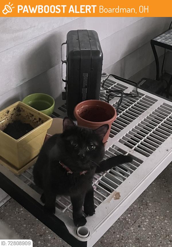 Found/Stray Male Cat last seen Ferncliff Avenue Boardman, Boardman, OH 44512