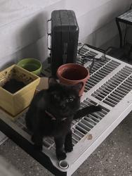 Found/Stray Male Cat last seen Ferncliff Avenue Boardman, Boardman, OH 44512