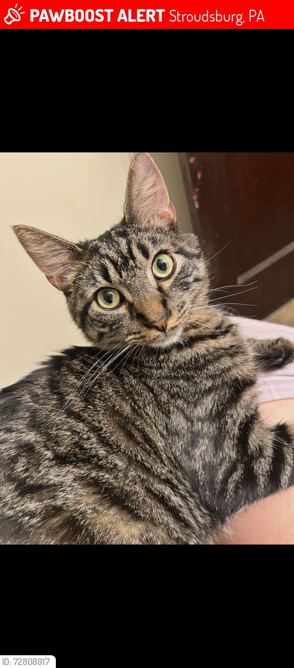 Lost Male Cat last seen Main street, Stroudsburg, PA 18360