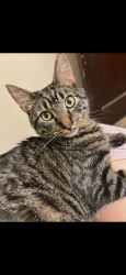 Lost Male Cat last seen Main street, Stroudsburg, PA 18360