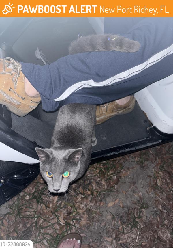 Found/Stray Male Cat last seen Dove Dr and Woodcock Dr, New Port Richey, FL 34652