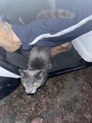 Found/Stray Male Cat last seen Dove Dr and Woodcock Dr, New Port Richey, FL 34652